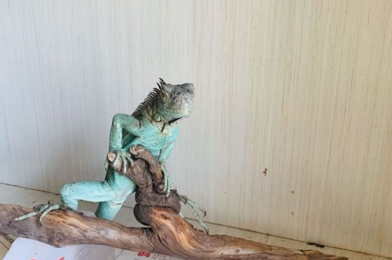 藍(lán)鬣蜥為什么比綠鬣貴
