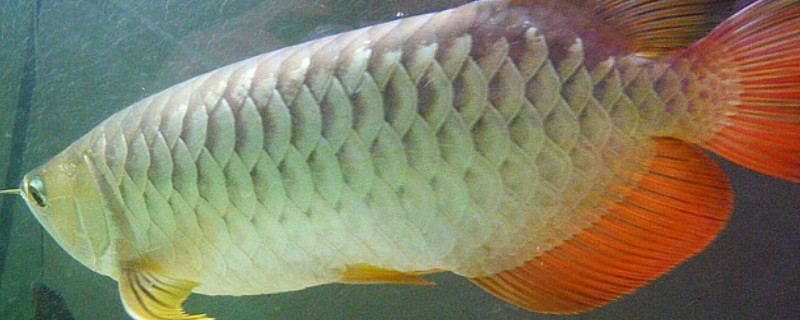 金龍魚不吃食怎么回事