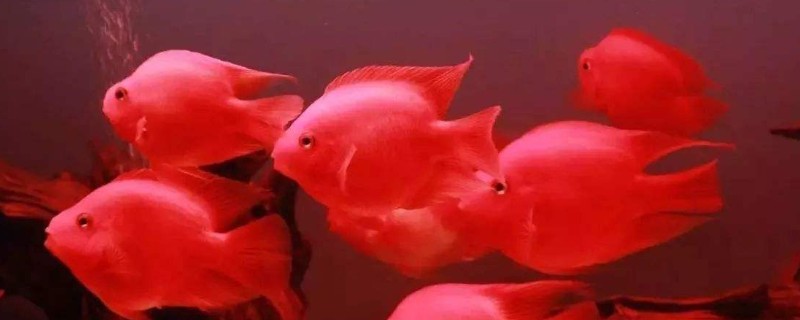 鸚鵡魚躲在角落里不動怎么辦