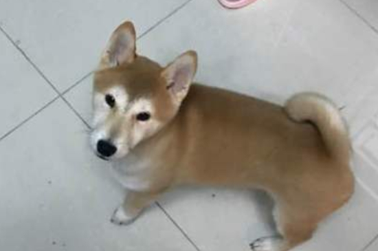 不養(yǎng)日本柴犬的理由