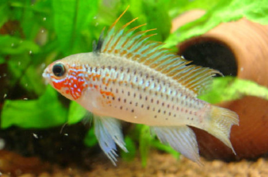 孔雀魚需要打氧嗎?