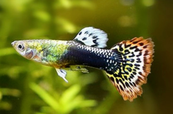 孔雀魚能吃蛋黃嗎