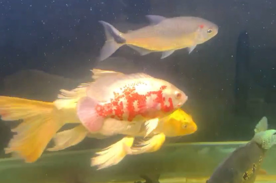 地圖魚吃撐了怎么辦
