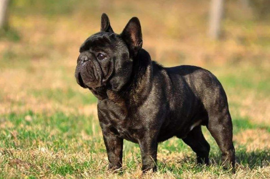 法牛犬價格什么顏色貴