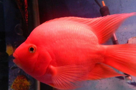 鸚鵡魚(yú)為什么咬地圖魚(yú)