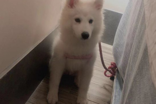 純種薩摩耶犬多少錢一只，幼犬價(jià)格大概在800-4000元左右