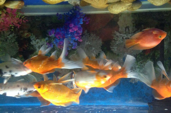 錦鯉魚(yú)身上爛了怎么辦