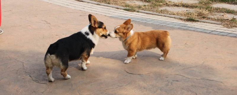 柯基犬怎么看純不純