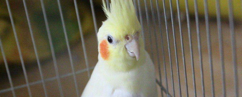 玄鳳會說話嗎