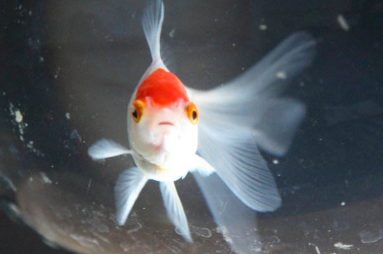 金魚身上發(fā)黑能恢復嗎