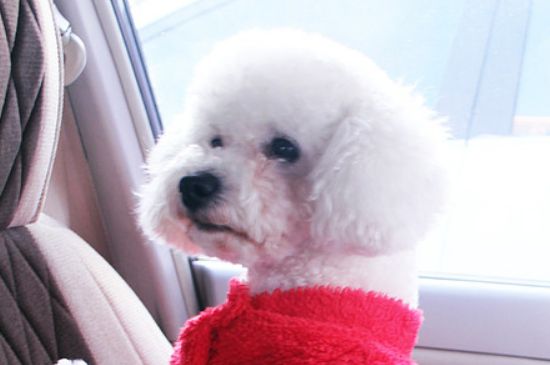 比熊犬怎么訓(xùn)練大小便