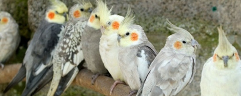玄鳳鸚鵡多久洗澡一次