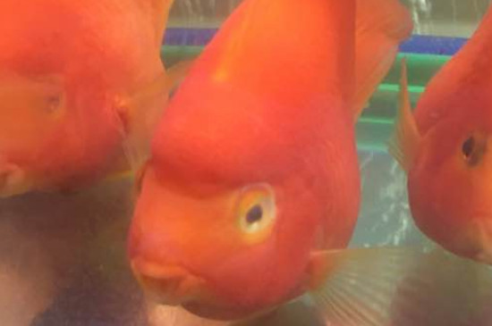 鸚鵡魚凸眼病怎么治療