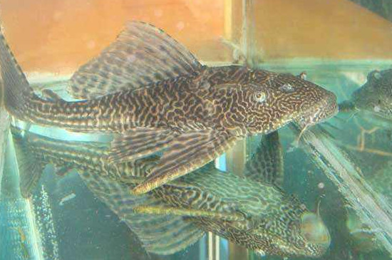 清道夫魚天敵是誰
