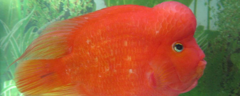 鸚鵡魚產(chǎn)卵后的護(hù)理
