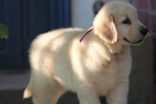 金毛幼犬怎么訓(xùn)練，指定口令保持耐心并要獎(jiǎng)罰分明