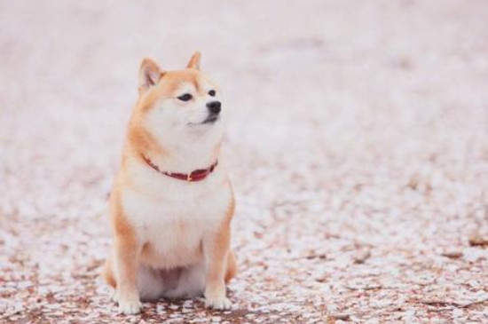 柴犬屬于攻擊性強(qiáng)的狗嗎