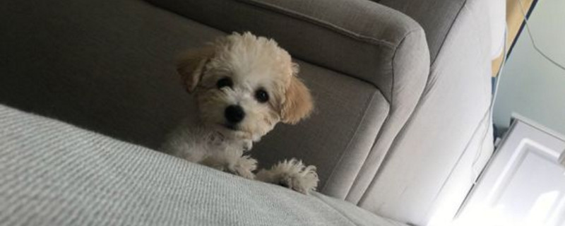 比熊幼犬睡眠時間