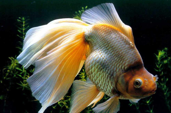 珍珠金魚為什么總養(yǎng)不活