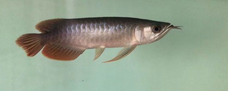 紅龍魚的壽命是多少年