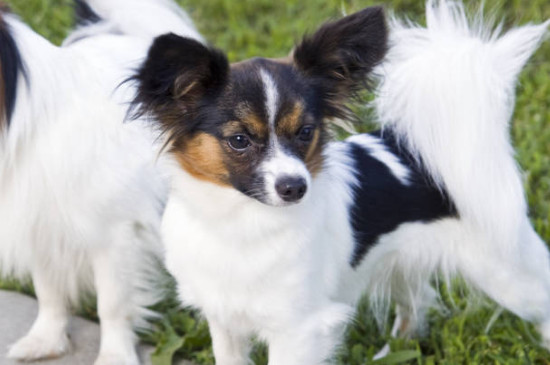 蝴蝶犬的優(yōu)缺點(diǎn)