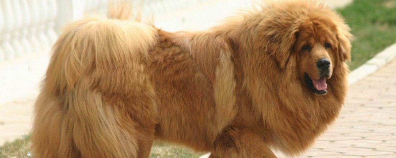 藏獒幾個(gè)月認(rèn)主人