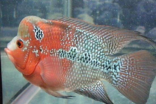 金花羅漢魚飼養(yǎng)技巧