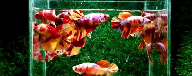 斗魚怎么養(yǎng)殖方法