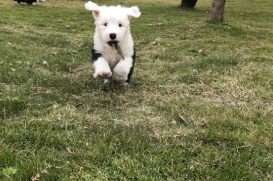 古牧幼犬價(jià)格大概多少錢一只，古牧多少錢一只幼崽