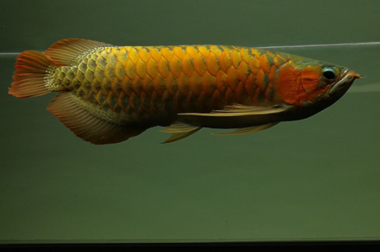 草缸能養(yǎng)龍魚(yú)嗎