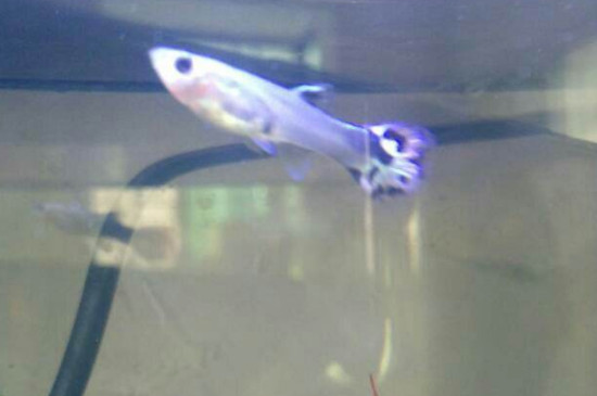 鳳尾魚為什么不懷孕