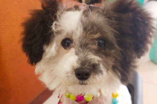 貴賓犬掉毛程度