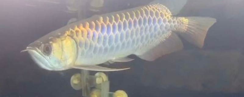 成年龍魚多少錢一只，龍魚品種和價格表