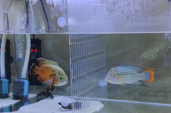 觀賞魚地圖魚價格多少錢一條，什么樣的地圖魚值錢