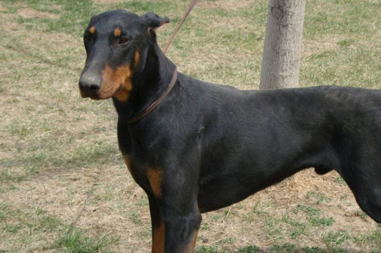 杜賓犬訓(xùn)練方法，訓(xùn)練杜賓的四個(gè)方法