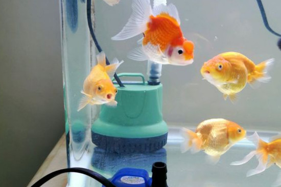 金魚吃什么