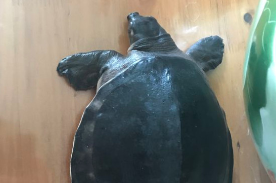 豬鼻龜為什么那么貴