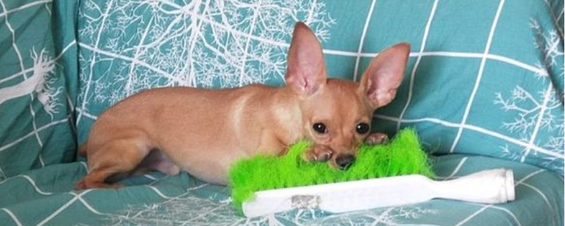 鹿犬耳朵豎起來的方法