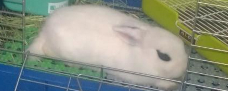 海棠兔多可以抱嗎