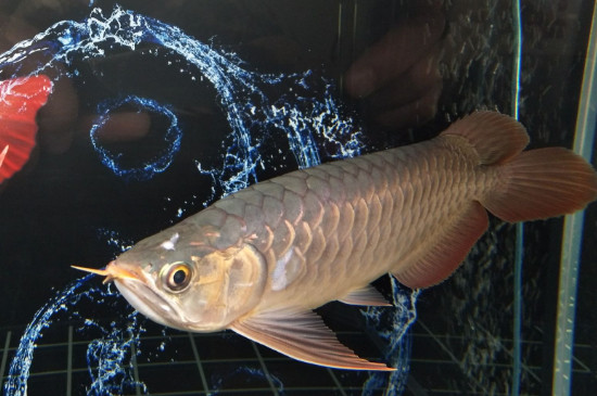 龍魚趴缸見人就起來