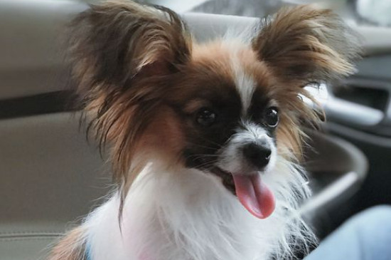 蝴蝶犬掉毛嗎