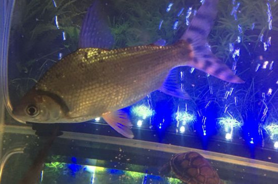 飛鳳魚(yú)怎么分公母，飛鳳魚(yú)雌雄分辨方法