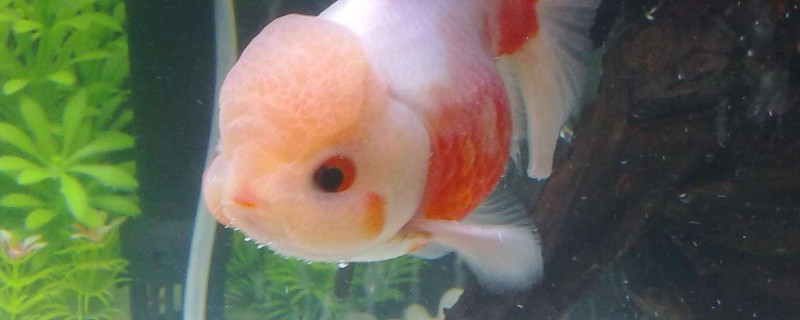 蘭壽金魚壽命