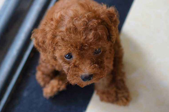 茶杯犬掉毛有多嚴(yán)重