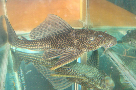 清道夫是冷水魚嗎
