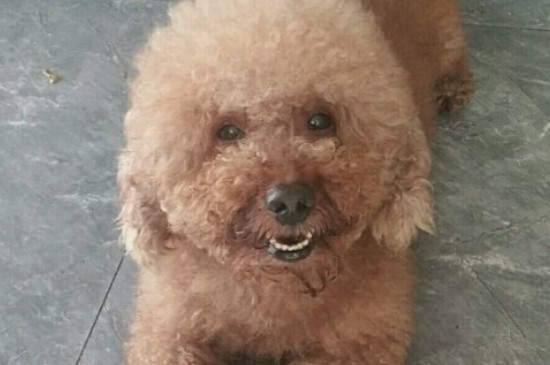 貴賓犬掉毛程度