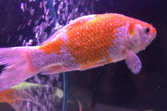 魚長白毛了怎么治療