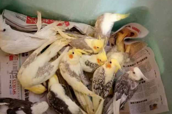 玄鳳鸚鵡多大可以繁殖