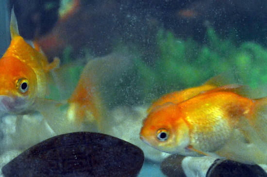 金魚炸鱗怎么治療最簡單的
