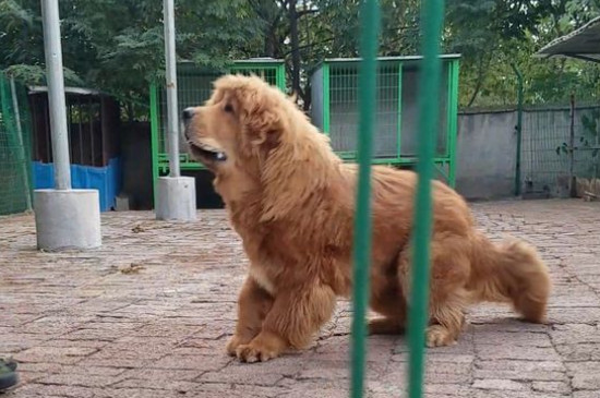 藏獒喂養(yǎng)要注意什么